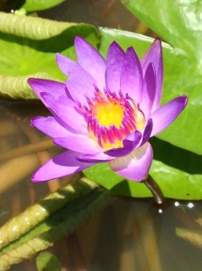 Out of the mire grows beauty.  Lotus flower.