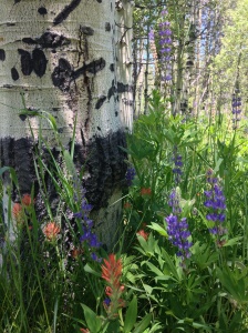Wildflowers and Aspens